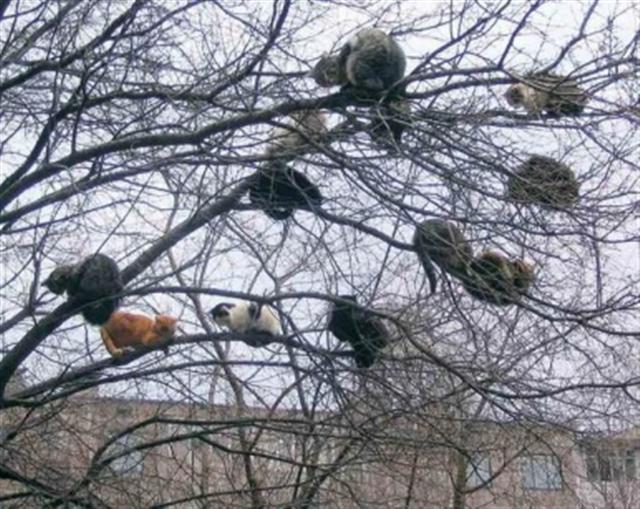 Кошки и Собаки - большая подборка