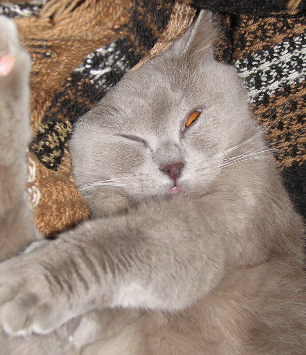 Коты, кошки, котята