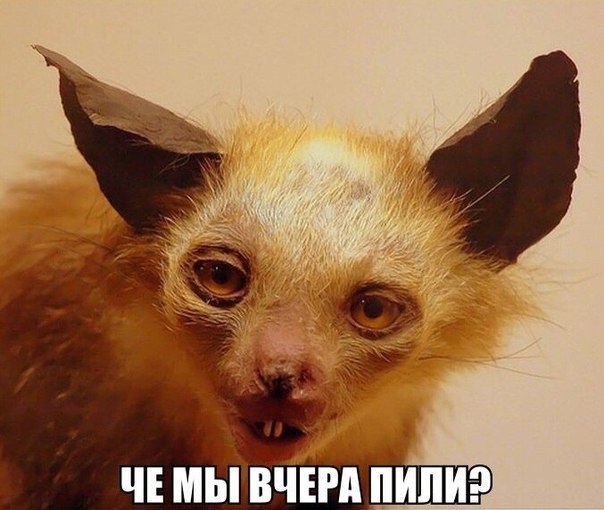 Смешные картинки с надписями