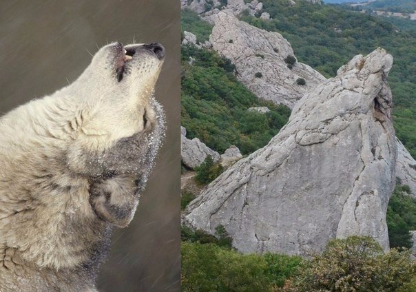 Божьи твари