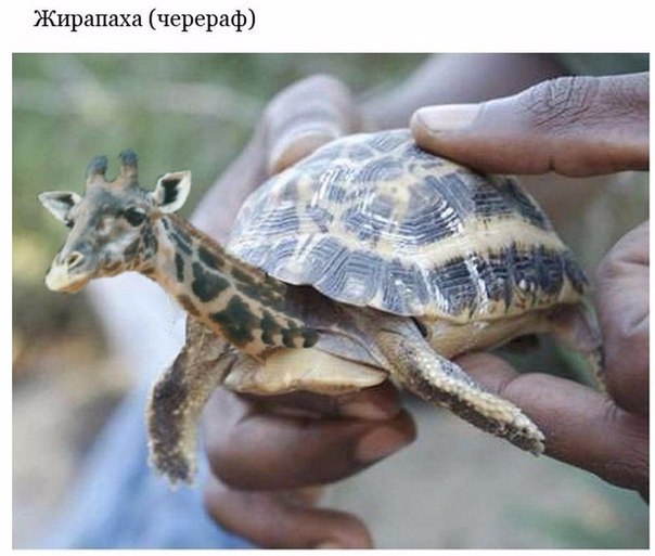 Подборка интересных и веселых картинок