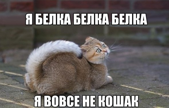 Божьи твари