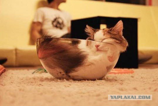 Очередное доказательство того, что коты - это жидкость