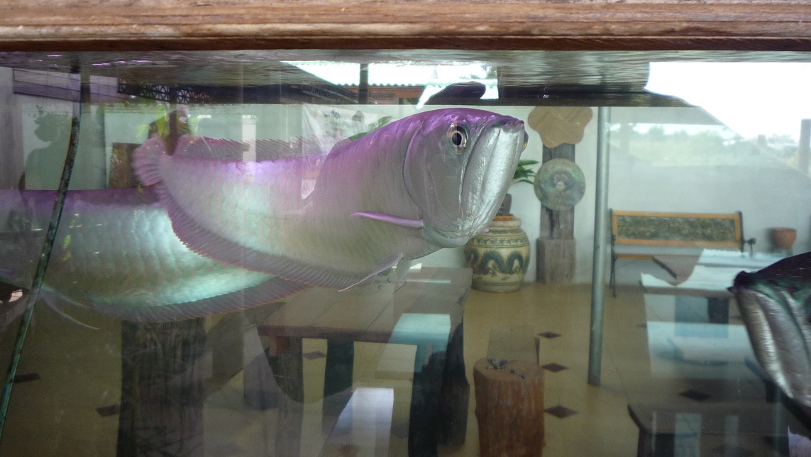 рыба за 200000 евро. Смотреть фото рыба за 200000 евро. Смотреть картинку рыба за 200000 евро. Картинка про рыба за 200000 евро. Фото рыба за 200000 евро рыба за 200000 евро. Смотреть фото рыба за 200000 евро. Смотреть картинку рыба за 200000 евро. Картинка про рыба за 200000 евро. Фото рыба за 200000 евро