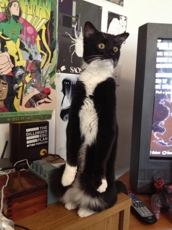 Коты и Кошки