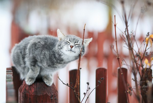 Коты и Кошки
