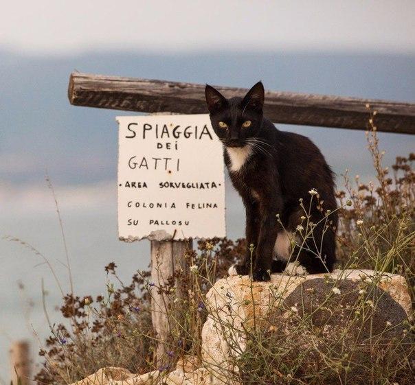 Коты и Кошки