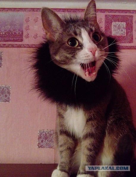Котовторник 23/05/2017