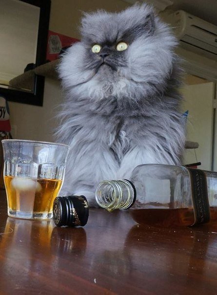 Коты и Кошки