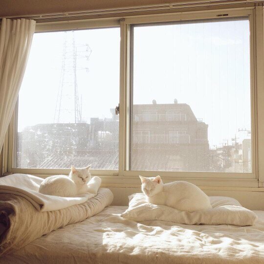 Коты и Кошки
