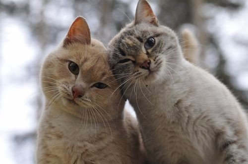 Коты и Кошки