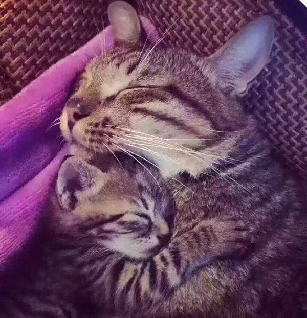 Коты и Кошки
