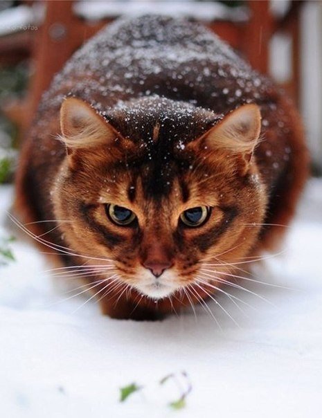 Фотобомбы котов