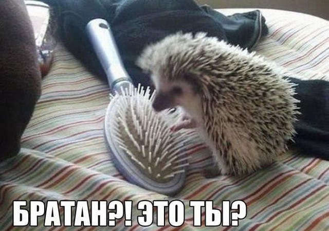 Живность из сети