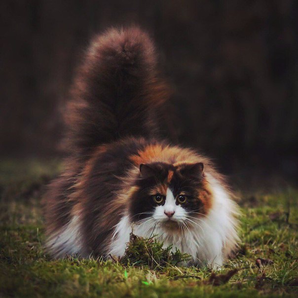 Кот без прикрас