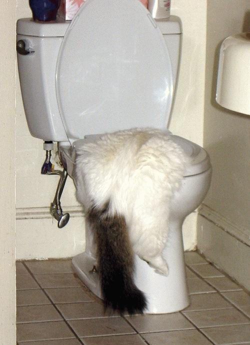 Котомет на вторник (15.04.2008)