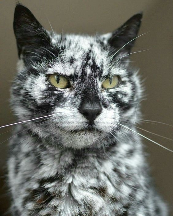 Немного милоты