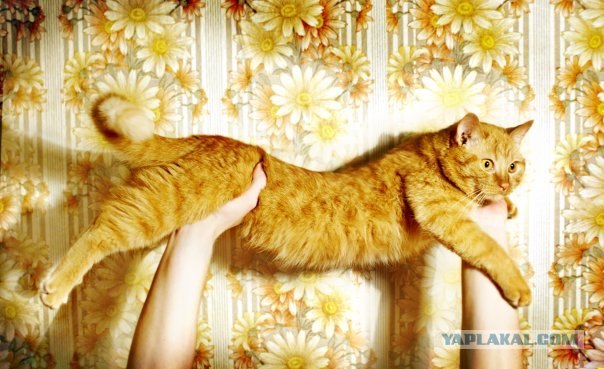 Котовторник на 22 июня