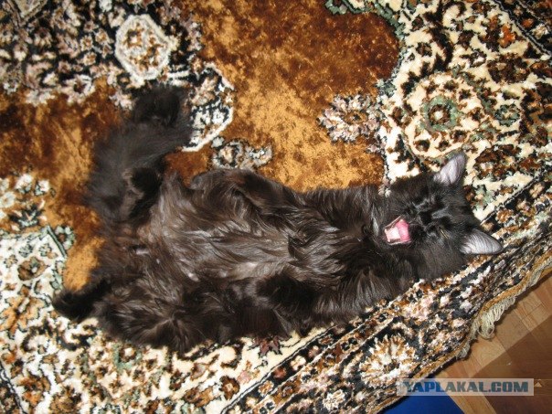 Котовторник стартует