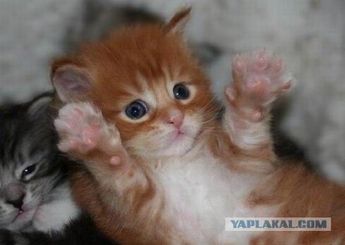 Первый котовторник июля