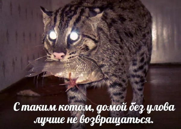 Самая смертоносная кошка на Земле