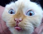Котовторник!