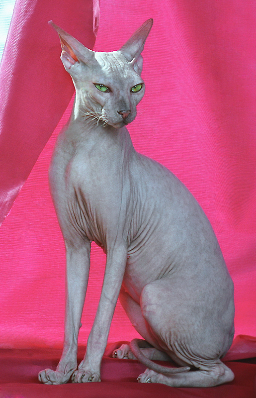Котовторник (21.02.2012)