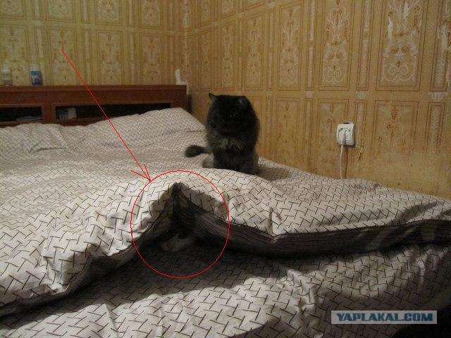 Традиционная тема- Найди кота
