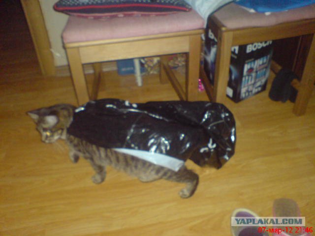 Котовторник 27.03.2012