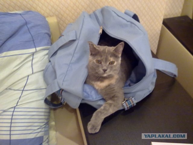 Котовторник 29.05.2012