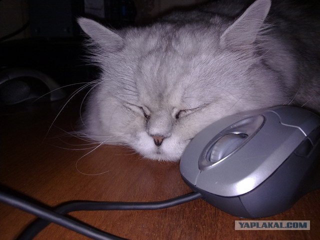 Котовторник 29.01.2013