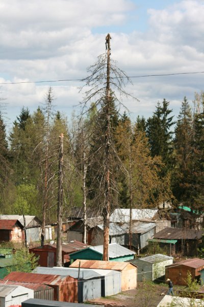 Как правильно рубить деревья (3 фото)