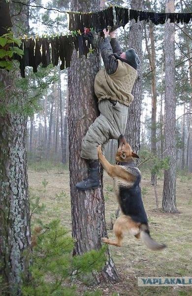 Фотожаба: Охотник и его верный пес