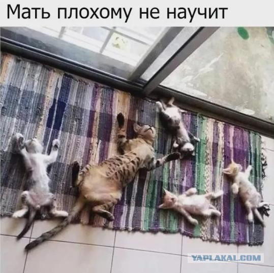 Драчун