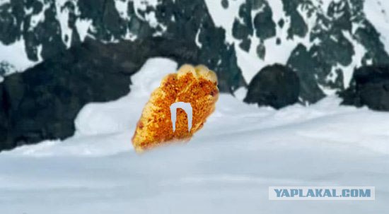 Жабим моржэ!1