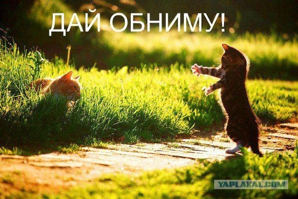 Лапочки Пятничные