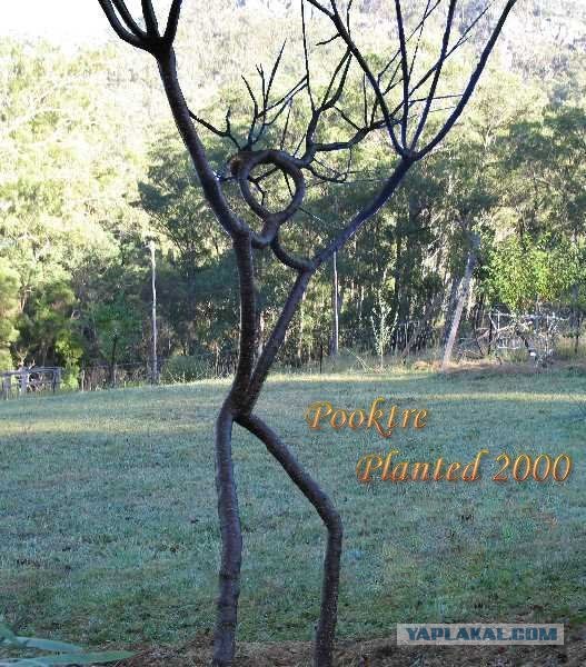 Pooktre — искусство управлять формой деревьев
