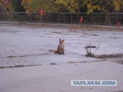 Ой, а что это вы тут делаете?