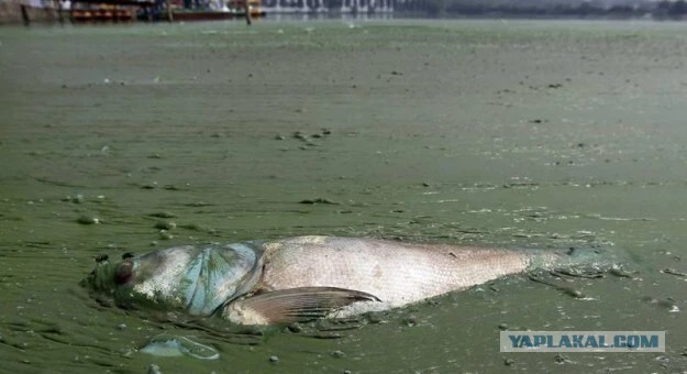 Эти фото доказывают, что загрязнение окружающей среды в Китае - это уже катастрофа
