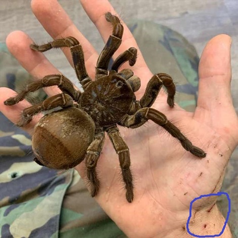 Люди их боятся, но они совершенно безобидные