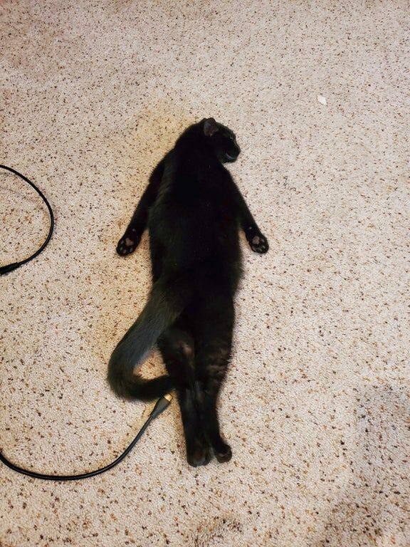 Кошачьи выкрутасы