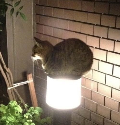 Вечное сияние чистого разума