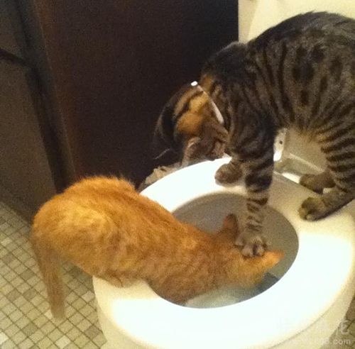 Боевые педерасты VS гопники