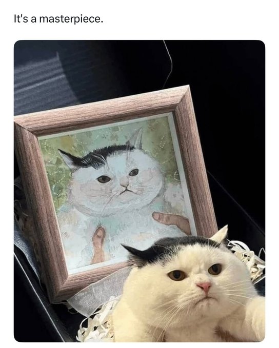 Смешные коты, которые бы победили на конкурсе абсурдных фотографий