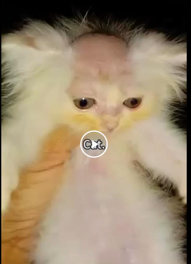 Котики хорошие специалисты.
