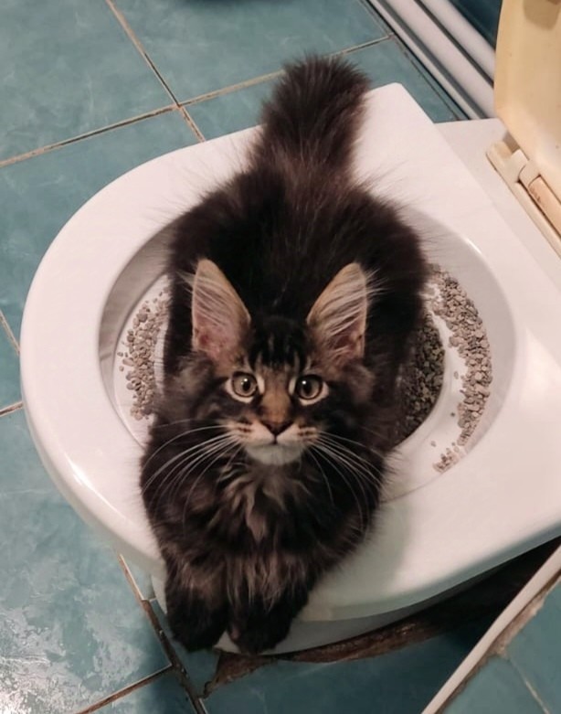 Котовторник же!