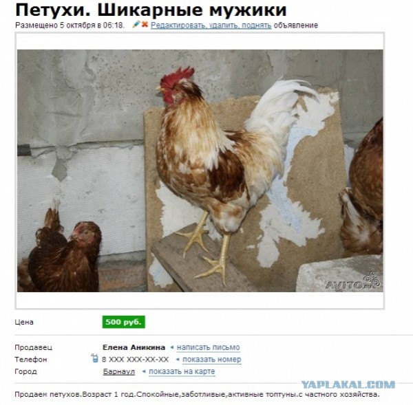Гении рекламы на avito