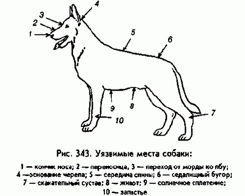 Новые правила содержания собак в Татарстане