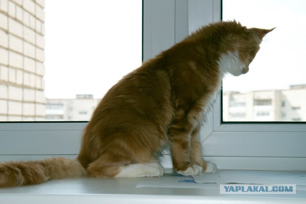 Котовторник 6.05.2014