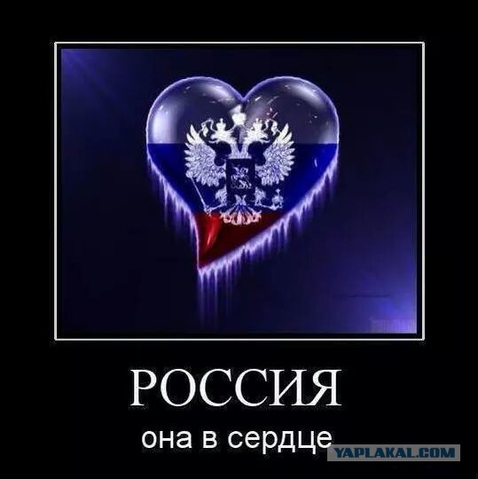 Кошка слушает гимн России